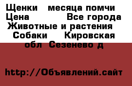 Щенки 4 месяца-помчи › Цена ­ 5 000 - Все города Животные и растения » Собаки   . Кировская обл.,Сезенево д.